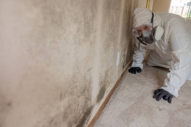 Forensic Mold Investigation in Lake Bluff, IL